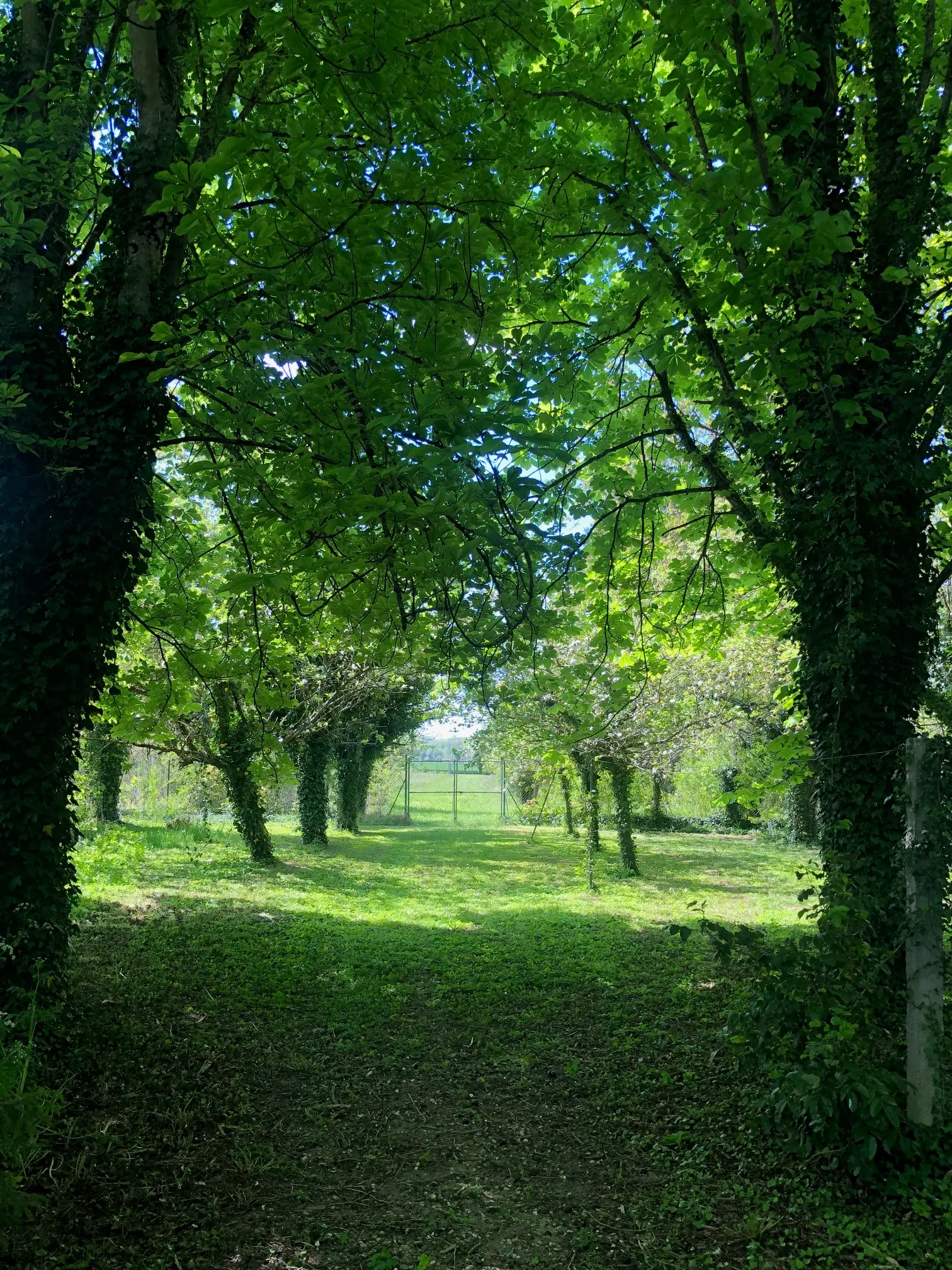 jardin arboré